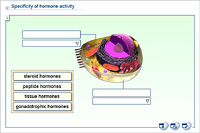 Specificity of hormone activity
