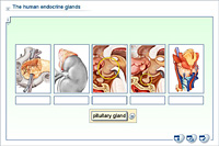 The human endocrine glands