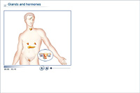 Glands and hormones