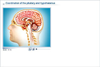 Coordination of the pituitary and hypothalamus