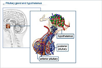 Pituitary gland and hypothalamus