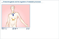 Endocrine glands and the regulation of metabolic processes