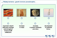 Pituitary hormone – growth hormone (somatotrophin)