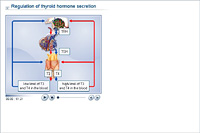 Regulation of thyroid hormone secretion
