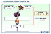 Thyroid hormones – regulation of metabolic rate