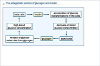 The antagonistic actions of glucagon and insulin