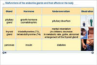 Malfunctions of the endocrine glands and their effects on the body