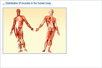 Distribution of muscles in the human body