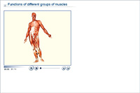 Functions of different groups of muscles