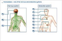 Homeostasis – role of the nervous and endocrine systems