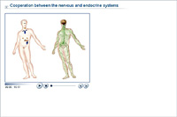 Cooperation between the nervous and endocrine systems