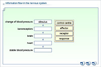 Information flow in the nervous system