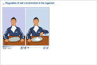 Regulation of salt concentration in the organism