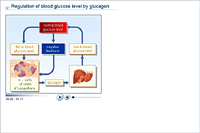 Regulation of blood glucose level by glucagon