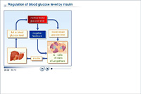 Regulation of blood glucose level by insulin