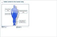 Water content in the human body