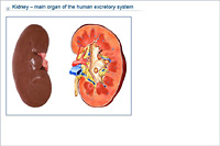 Kidney – main organ of the human excretory system