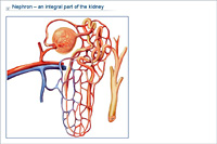 Nephron – an integral part of the kidney