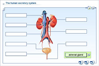 The human excretory system