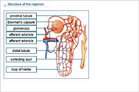 Structure of the nephron