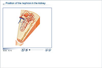 Position of the nephron in the kidney