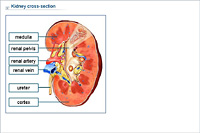 Kidney cross-section