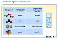 Components of glomerular filtrate and plasma