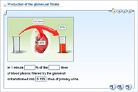 Production of the glomerular filtrate