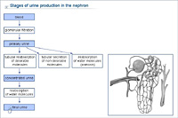 Stages of urine production in the nephron