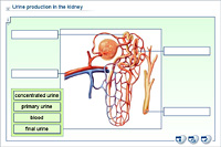 Urine production in the kidney