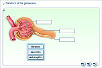 Functions of the glomerulus