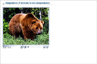 Adaptations of animals to low temperatures