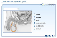 Parts of the male reproductive system