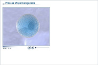 Process of spermatogenesis