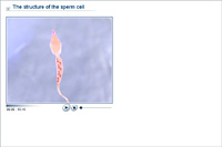 The structure of the sperm cell