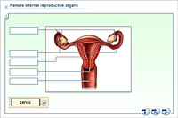 Female internal reproductive organs