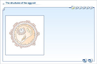 The structures of the egg cell