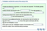 Fertilization and the first weeks of the embryo's life
