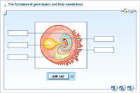 The formation of germ layers and fetal membranes