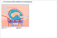 The structure of the umbilical cord and placenta