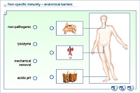 Non-specific immunity – anatomical barriers