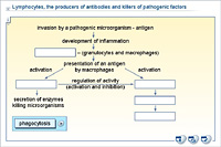 Lymphocytes; the producers of antibodies and killers of pathogenic factors