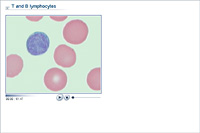 T and B lymphocytes