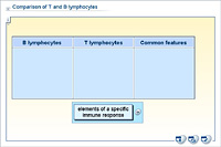 Comparison of T and B lymphocytes