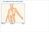 The components of the immune system