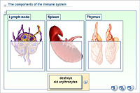 The components of the immune system