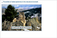 Prevention of rabies epidemics in the natural environment