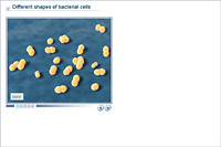 Different shapes of bacterial cells