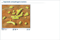Saprobiotic and pathogenic bacteria