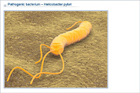 Pathogenic bacterium – Helicobacter pylori
